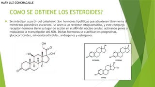 COMO SE OBTIENE LOS ESTEROIDES?
 Se sintetizan a partir del colesterol. Son hormonas lipofílicas que atraviesan libremente la
membrana plasmática eucariota, se unen a un receptor citoplasmático, y este complejo
receptor-hormona tiene su lugar de acción en el ARN del núcleo celular, activando genes o
modulando la transcripción del ADN. Dichas hormonas se clasifican en progestinas,
glucocorticoides, mineralocorticoides, andrógenos y estrógenos.
MARY LUZ CONCHACALLE
 