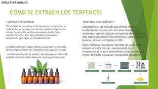 COMO SE EXTRAEN LOS TERPENOS?
TERPENOS SIN SOLVENTE:
Para elaborar un extracto de terpenos sin solvente se
utilizan los principios que se han usado el negocio de
los perfumes y los aceites esenciales desde hace
cientos de años. Con dos métodos principales:
destilación por vapor e hidrodestilación.
La destilación por vapor implica suspender la materia
prima vegetal sobre un recipiente con agua hirviendo.
La hidrodestilación es similar, excepto que el material
vegetal se coloca directamente en el agua hirviendo.
TERPENOS CON SOLVENTE:
Actualmente, un método que ofrece mejores
rendimientos son las extracciones basadas ​
​
en
solventes, que se realizan con puntos de ebullición
más bajos utilizando hidrocarburos y gases como el
butano, etanol, nitrógeno o CO2.
Estos métodos incorporan bombas de vacío para
reducir el calor inicial, manteniendo las
temperaturas lo suficientemente bajas como para
evitar degradar cualquier compuesto bioactivo.
ERIKA TUPA MIRANO
 