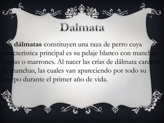 Los dálmatas constituyen una raza de perro cuya
característica principal es su pelaje blanco con manchas
negras o marrones. Al nacer las crías de dálmata carecen
de manchas, las cuales van apareciendo por todo su
cuerpo durante el primer año de vida.

 
