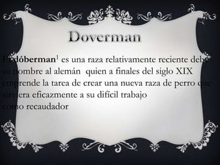 El dóberman1 es una raza relativamente reciente debe
su nombre al alemán quien a finales del siglo XIX
emprende la tarea de crear una nueva raza de perro que
sirviera eficazmente a su difícil trabajo
como recaudador

 