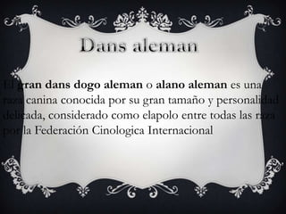 El gran dans dogo aleman o alano aleman es una
raza canina conocida por su gran tamaño y personalidad
delicada, considerado como elapolo entre todas las raza
por la Federación Cinologica Internacional

 