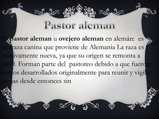 El pastor aleman u ovejero aleman en alemán: es
unaraza canina que proviene de Alemania La raza es
relativamente nueva, ya que su origen se remonta a
1899. Forman parte del pastoreo debido a que fueron
perros desarrollados originalmente para reunir y vigilar
ovejas desde entonces sin

 