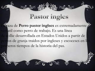 La raza de Perro pastor inglses es extremadamente
versatil como perro de trabajo. Es una línea
de collie desarrollada en Estados Unidos a partir de
perros de granja traidos por ingleses y escoceses en los
primeros tiempos de la historia del pas.

 