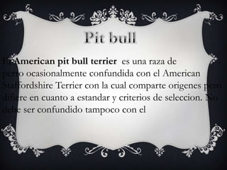 El American pit bull terrier es una raza de
perro ocasionalmente confundida con el American
Staffordshire Terrier con la cual comparte origenes pero
difiere en cuanto a estandar y criterios de seleccion. No
debe ser confundido tampoco con el

 