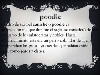 Cuadro de textoel caniche o poodle es
una raza canina que durante el siglo se consideró de uso
exclusivo de los aristocratas y nobles. Hasta
el Renacimiento este era un perro cobrador de aguas
recuperaban las presas ya cazadas que habian caido al
agua como patos y cisnes.

 