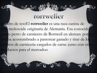 Cuadro de textEl rottweiler es una raza canina de
tipo molosoide originaria de Alemania. Era conocido
como perro de carnicero de Rottweil en aleman: porque
estaba acostumbrado a pastorear ganado y tirar de los
carritos de carniceria cargados de carne junto con otros
productos para el mercadoo

 
