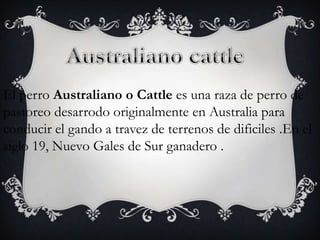 El perro Australiano o Cattle es una raza de perro de
pastoreo desarrodo originalmente en Australia para
conducir el gando a travez de terrenos de dificiles .En el
siglo 19, Nuevo Gales de Sur ganadero .

 