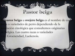 El pastor belga u ovejero belga es el nombre de cuatro
razas o variedades de perro dependiendo de la
asociación cinológica que consultemos originarias
de Bélgica. Las cuatro razas o variedades
son: Groenendael, Laekenois.

 