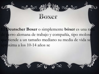 El Deutscher Boxer o simplemente bóxer es una raza
de perro alemana de trabajo y compañía, tipo moloso
que tiende a un tamaño mediano su media de vida se
aproxima a los 10-14 años se

 