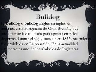 El Bulldog o bulldog inglés en inglés: es
una raza caninaoriginaria de Gran Bretaña, que
inicialmente fue utilizada para apostar en pelea
deperros durante el siglos aunque en 1835 esta práctica
fue prohibida en Reino unido. En la actualidad
este perro es uno de los símbolos de Inglaterra.

 