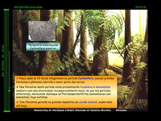 359.200.000 anos atrás                                                         22:07:33




                    Pecopteris arborescens
anos




                     Carbonífero superior
de
bilhão
Um




           Pouco após as 22 horas chegaremos ao período Carbonífero, quando grandes
          florestas e pântanos cobrirão a maior parte das terras.
           Nas florestas deste período ainda predominarão licopódios e samambáias
          (embora com uma diversidade incomparavelmente maior do que nos períodos
          anteriores), merecendo destaque as Pteridospermatófitas (samambaias com
          sementes), hoje extintas.
           Tais florestas gerarão os grandes depósitos de carvão mineral, explorados
          até hoje.
 