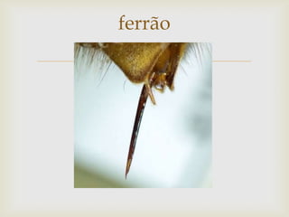 ferrão



 