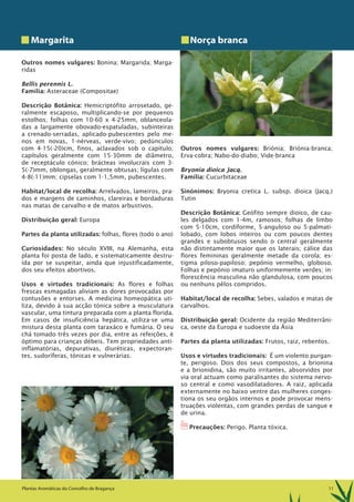 11Plantas Aromáticas do Concelho de Bragança
Margarita
Outros nomes vulgares: Bonina; Margarida; Marga-
ridas
Bellis perennis L.
Família: Asteraceae (Compositae)
Descrição Botânica: Hemicriptófito arrosetado, ge-
ralmente escaposo, multiplicando-se por pequenos
estolhos; folhas com 10-60 x 4-25mm, oblanceola-
das a largamente obovado-espatuladas, subinteiras
a crenado-serradas, aplicado-pubescentes pelo me-
nos em novas, 1-nérveas, verde-vivo; pedúnculos
com 4-15(-20)cm, finos, aclavados sob o capítulo;
capítulos geralmente com 15-30mm de diâmetro,
de receptáculo cónico; brácteas involucrais com 3-
5(-7)mm, oblongas, geralmente obtusas; lígulas com
4-8(-11)mm; cipselas com 1-1,5mm, pubescentes.
Habitat/local de recolha: Arrelvados, lameiros, pra-
dos e margens de caminhos, clareiras e bordaduras
nas matas de carvalho e de matos arbustivos.
Distribuição geral: Europa
Partes da planta utilizadas: folhas, flores (todo o ano)
Curiosidades: No século XVIII, na Alemanha, esta
planta foi posta de lado, e sistematicamente destru-
ída por se suspeitar, ainda que injustificadamente,
dos seu efeitos abortivos.
Usos e virtudes tradicionais: As flores e folhas
frescas esmagadas aliviam as dores provocadas por
contusões e entorses. A medicina homeopática uti-
liza, devido à sua acção tónica sobre a musculatura
vascular, uma tintura preparada com a planta florida.
Em casos de insuficiência hepática, utiliza-se uma
mistura desta planta com taraxáco e fumária. O seu
chá tomado três vezes por dia, entre as refeições, é
óptimo para crianças débeis. Tem propriedades anti-
inflamatórias, depurativas, diuréticas, expectoran-
tes, sudoríferas, tónicas e vulnerárias.
Norça branca
Outros nomes vulgares: Briónia; Briónia-branca;
Erva-cobra; Nabo-do-diabo; Vide-branca
Bryonia dioica Jacq.
Família: Cucurbitaceae
Sinónimos: Bryonia cretica L. subsp. dioica (Jacq.)
Tutin
Descrição Botânica: Geófito sempre dioico, de cau-
les delgados com 1-4m, ramosos; folhas de limbo
com 5-10cm, cordiforme, 5-anguloso ou 5-palmati-
lobado, com lobos inteiros ou com poucos dentes
grandes e subobtusos sendo o central geralmente
não distintamente maior que os laterais; cálice das
flores femininas geralmente metade da corola; es-
tigma piloso-papiloso; pepónio vermelho, globoso.
Folhas e pepónio imaturo uniformemente verdes; in-
florescência masculina não glandulosa, com poucos
ou nenhuns pêlos compridos.
Habitat/local de recolha: Sebes, valados e matas de
carvalhos.
Distribuição geral: Ocidente da região Mediterrâni-
ca, oeste da Europa e sudoeste da Ásia
Partes da planta utilizadas: Frutos, raiz, rebentos.
Usos e virtudes tradicionais: É um violento purgan-
te, perigoso. Dois dos seus compostos, a brionina
e a brionidina, são muito irritantes, absorvidos por
via oral actuam como paralisantes do sistema nervo-
so central e como vasodilatadores. A raiz, aplicada
externamente no baixo ventre das mulheres conges-
tiona os seu orgãos internos e pode provocar mens-
truações violentas, com grandes perdas de sangue e
de urina.
1Precauções: Perigo. Planta tóxica.
 