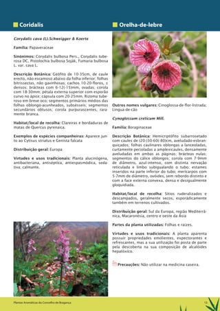 13Plantas Aromáticas do Concelho de Bragança
Coridalis
Corydalis cava (L).Schweigger & Koerte
Família: Papaveraceae
Sinónimos: Corydalis bulbosa Pers., Corydalis tube-
rosa DC, Pistolochia bulbosa Soják, Fumaria bulbosa
L. var. cava L.
Descrição Botânica: Geófito de 10-35cm, de caule
erecto, não escamoso abaixo da folha inferior; folhas
bitrissectas, não gavinhosas; cachos 10-20-floros, ±
densos; brácteas com 6-12(-15)mm, ovadas; corola
com 18-30mm; pétala externa superior com esporão
curvo no ápice; cápsula com 20-25mm. Rizoma tube-
roso em breve oco; segmentos primários médios das
folhas oblongo-acunheados, subsésseis; segmentos
secundários obtusos; corola purpurascentes, rara-
mente branca.
Habitat/local de recolha: Clareiras e bordaduras de
matas de Quercus pyrenaica.
Exemplos de espécies companheiras: Aparece jun-
to ao Cytisus striatus e Genista falcata
Distribuição geral: Europa
Virtudes e usos tradicionais: Planta alucinógena,
antibacteriana, antiséptica, antiespasmódica, seda-
tiva; calmante.
Orelha-de-lebre
Outros nomes vulgares: Cinoglossa-de-flor-listrada;
Língua-de-cão
Cynoglossum creticum Mill.
Família: Boraginaceae
Descrição Botânica: Hemicriptófito subarrosetado
com caules de (20-)30-60(-80)cm, aveludado-esbran-
quiçados; folhas caulinares oblongas a lanceoladas,
curtamente pecioladas a amplexicaules, densamente
aveludadas em ambas as páginas; brácteas nulas;
segmentos do cálice oblongos; corola com 7-9mm
de diâmetro, azul-intenso, com distinta nervação
reticulada e limbo subigualando o tubo; estames
inseridos na parte inferior do tubo; mericarpos com
5-7mm de diâmetro, ovóides, sem rebordo distinto e
com a face externa convexa, densa e desigualmente
gloquidiada.
Habitat/local de recolha: Sítios ruderalizados e
descampados, geralmente secos, esporádicamente
também em terrenos cultivados.
Distribuição geral: Sul da Europa, região Mediterrâ-
nica, Macaronésia, centro e oeste da Ásia
Partes da planta utilizadas: Folhas e raízes.
Virtudes e usos tradicionais: A planta aparenta
possuir propriedades emolientes, expectorantes e
refrescantes, mas a sua utilização foi posta de parte
pela descoberta na sua composição de alcalóides
hepatóxico.
1Precauções: Não utilizar na medicina caseira.
 
