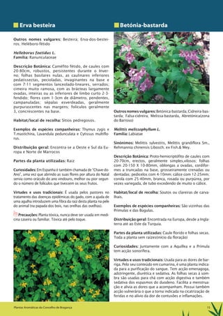 15Plantas Aromáticas do Concelho de Bragança
Erva besteira
Outros nomes vulgares: Besteira; Erva-dos-bestei-
ros; Heléboro-fétido
Helleborus foetidus L.
Família: Ranunculaceae
Descrição Botânica: Caméfito fétido, de caules com
20-80cm, robustos, persistentes durante o Inver-
no; folhas basilares nulas, as caulinares inferiores
pedatissectas, pecioladas, invaginantes na base e
com 7-11 segmentos lanceolado-lineares, serrados;
cimeira muito ramosa, com as brácteas largamente
ovadas, inteiras ou as inferiores de limbo curto 2-3-
fendido; flores com 1-3cm de diâmetro, pendentes,
campanuladas; sépalas esverdeadas, geralmente
purpurascentes nas margens; folículos geralmente
3, concrescentes na base.
Habitat/local de recolha: Sítios pedregosos.
Exemplos de espécies companheiras: Thymus zygis e
T.mastichina, Lavandula pedunculata e Cytissus multiflo-
rus.
Distribuição geral: Encontra-se a Oeste e Sul da Eu-
ropa e Norte de Marrocos
Partes da planta utilizadas: Raiz
Curiosidades: Em Espanha é também chamada de “Chave-do-
Ano”, uma vez que abrindo as suas flores por altura do Natal
servia como oráculo do ano vindouro, melhor ou pior segun-
do o número de folículos que tivessem os seus frutos.
Virtudes e usos tradicionais: É usada pelos pastores no
tratamento das doenças epidémicas do gado, com a ajuda de
uma agulha introduzem uma fibra da raiz desta planta na pele
do animal (na papada dos bois, nas orelhas das ovelhas).
1Precauções: Planta tóxica, nunca deve ser usada em medi-
cina caseira ou familiar. Tóxica até pelo toque.
Betónia-bastarda
Outrosnomesvulgares:Betónica-bastarda;Cidreira-bas-
tarda; Falsa-cidreira; Melissa-bastarda, Abretónica(zona
do Barroso)
Melittis melissophyllum L.
Família: Labiatae
Sinónimos: Melittis sylvestris, Melittis grandiflora Sm.,
Rehmannia chinensis Libosch. ex Fish.& Mey.
Descrição Botânica: Proto-hemicriptófito de caules com
20-70cm, erectos, geralmente simples,vilosos; folhas
com 20-150 X 10-80mm, oblongas a ovadas, cordifor-
mes a truncadas na base, grosseiramente crenadas ou
dentadas; pedicelos com 4-10mm; cálice com 12-25mm;
corola com 25-40mm, branca, rosada ou purpúrea, por
vezes variegada, de tubo excedendo de muito o cálice.
Habitat/local de recolha: Soutos ou clareiras de carva-
lhais.
Exemplos de espécies companheiras: São vizinhas das
Prímulas e das Búgulas.
Distribuição geral: Encontrada na Europa, desde a Ingla-
terra até ao Este da Turquia.
Partes da planta utilizadas: Caule florido e folhas secas.
Toda a planta sem raízes(início da floração)
Curiosidades: Juntamente com a Aquillea e a Prímula
tem acção sonorífera.
Virtudes e usos tradicionais: Usada para as dores de bar-
riga. Pelo seu conteúdo em cumarina, é uma planta indica-
da para a purificação do sangue. Tem acção emenagoga,
adstringente, diurética e sedativa. As folhas secas à som-
bra são usadas para chá com acção digestiva e também
sedativa dos espasmos do duodeno. Facilita a menstrua-
ção e alivia as dores que a acompanham. Possui também
acção vulnerária o que a torna indicada na cicatrização de
feridas e no alívio da dor de contusões e inflamações.
 