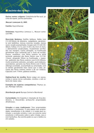 1818 Plantas Aromáticas do Concelho de Bragança
Jacinto-das-searas
Outros nomes vulgares: Cebolinha-de-flor-azul; Ja-
cinto-de-tapete; Jacinto-paniculato.
Muscari comosum (L.) Mill.
Família: Hyacinthaceae
Sinónimos: Hyacinthus comosus L., Muscari como-
sum Mill.
Descrição Botânica: Geófito bolboso. Bolbo com
(15-)20-40mm de diâmetro, subgloboso, geralmen-
te sem bolbilhos; túnicas externas rosadas, menos
vezes rosado-acastanhadas. Escapo com (15-)20-50(-
80)cm. Folhas 2-5(-7), com 15-60 x (0,2-)0,5-2(-3)cm,
± abertamente canaliculadas, miudamente serrilha-
das nas margens. Cacho alongado, na frutificação
geralmente mais comprido que o resto do escapo,
frouxo, multifloro, com flores estéreis na parte
terminal; pedicelos das flores férteis com 3,5-10(-
15)mm, atingindo 20mm na frutificação, ± paten-
tes; pedicelos das flores estéreis com 6-25(-40)mm,
muito raramente subnulos, carnudos, azul-violáceos,
ascendentes; perianto nas flores férteis com 5-9mm,
oblongo-urceolado, acastanhado ou amarelado, com
os dentes geralmente mais claros que o tubo; pe-
rianto das flores estéreis menor e de cor violácea.
Cápsulas com 7-9mm, globoso-ovóides.
Habitat/local de recolha: Muito vulgar em searas,
vinhas e outras terras cultivadas, incultos e sob co-
berto de matas ralas.
Exemplos de espécies companheiras: Thymus zy-
gis, Plantago radicata.
Distribuição geral: Europa Central e Meridional
Curiosidades: Em Espanha é chamada de Erva-dos-
Amores, e Dioscórides atribuía-lhe propriedades
afrodisíacas.
Virtudes e usos tradicionais: Tem propriedades
diuréticas e emolientes. É uma planta com proprie-
dades semelhantes à da cebola, e é usada para es-
timular a secreção urinária, e por via externa como
emoliente e refrescante sobre a pele irritada, seca e
com borbulhas. Na cozinha pode-se usar o bolbo cru
em saladas.
 