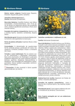 23Plantas Aromáticas do Concelho de Bragança
Abrótano fêmea
Outros nomes vulgares: Guarda-roupa; Pequeno-
limonete; Roquete-dos-jardins; Santolina
Santolina chamaecyparissus L.
Família: Asteraceae (Compositae)
Descrição Botânica: Caméfito lenhoso com folhas
acinzentado a branco-tomentosas, com 14-32 pa-
res de dentes ou segmentos densos não excedendo
2mm, invólucro geralmente tomentoso e flores dum
amarelo intenso.
Exemplos de espécies companheiras: Aparece com
a Genista hystrix, Santolina semidentata, Bryonia
dióica.
Distribuição geral: Originária da Região Mediterrâni-
ca Central e sub-espontanêa no nosso pais.
Partes da planta utilizadas: Capítulos florais e óleo
essencial
Curiosidades: A denominação de guarda-roupa
foi-lhe atribuída porque, pendurado em ramos nos
roupeiros e armários, protege a roupa e o vestuário
das traças.
Virtudes e usos tradicionais: Por via externa usa-
se em conjuntivites e inflamações orofaríngeas,
bem como cicatrizante. Em fitoterapia é usada para
problemas degestivos tais como espasmos gastroin-
testinais, gastrites, dispepsias hipossecretoras e
flatulência. Tem actividade anti-inflamatória e anties-
pasmódica. Possui também proprieddes antimicro-
bianas e antifúngicas.
1Precauções: O óleo essencial é tóxico quando
administrado por via interna.
Abrótano
Santolina semidentata L.Hoffmanns.& Link
Família: Asteraceae (Compositae)
Descrição Botânica: Caméfito lenhoso com 30-60cm,
unicaule e com ramos tortuoso-ascendentes ou com
caules prostrados emitindo ramos simples ± erectos;
rebentos, folhas e pedúnculos tomentulosos; reben-
tos estéreis com folhas acinzentadas e fascículos
folhosos curtos axilares; ramos floríferos simples
com folhas acinzentadas ou verde-acinzentadas, pro-
longadas em pedúnculos nus com 6-18cm, por fim
levemente aclavados distalmente; folhas juvenis com
10-17mm, lineares, agudas, erecto-patentes a paten-
tes, planas e com 4-6 pares de segmentos curtos na
metade distal; folhas adultas com 7-12 x 0,6-0,8mm,
subcilíndrico-aclavadas, obtusas, com numerosos
pequenos dentículos imbricados e 3-seriados de
cada lado da comissura; invólucro com 7-10mm de
diâmetro, hemisférico, subtruncado e levemente
umbilicado na base; brácteas externas com 3-4mm,
lanceolado-cuspidadas, subplanas e com uma carena
longitudinal proeminente, as internas dilatadas num
ápice orbicular de 2,2-2,5mm de diâmetro, lacerado,
longitudinalmente carenadas, tomentulosas só na
metade proximal; corolas amarelas.
Habitat/local de recolha: Aparecem em fendas de
rochas e encostas pedregosas.
Exemplos de espécies companheiras: Junto a
Quercus Ilex e Genista hystrix, nas manchas serpen-
tiníticas.
Distribuição geral: É uma espécie endémica das áre-
as ultrabásicas do Nordeste Transmontano
Nota: Espécie protegida por ser um endemismo
serpentinícula.
 