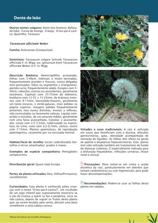 25Plantas Aromáticas do Concelho de Bragança
Dente de leão
Outros nomes vulgares: Amor-dos-homens; Bufasa-
de-lobo; Coroa-de-monge; Frango; O-teu-pai-é-care-
ca; Quartilho; Taráxaco
Taraxacum officinale Weber
Família: Asteraceae (Compositae)
Sinónimos: Taraxacum vulgare Schrank Taraxacum
officinale F. H. Wigg. var. genuinum Koch Taraxacum
officinale Weber in F. H. Wigg.
Descrição Botânica: Hemicriptófito arrosetado;
folhas com 5-40cm, indivisas a muito laciniadas,
frequentemente grandes e frouxas, nunca delgadas
nem pontuadas; lobos ou segmentos ± triangulares;
pecíolo curto, frequentemente alado. Escapos com 5-
40cm, robustos, erectos ou ascendentes, geralmente
tearâneos. Capítulo com 25-75mm de diâmetro.
Invólucro com 12-25 x 15-25mm, de brácteas exter-
nas com 8-17mm, lanceolado-lineares, geralmente
um tanto escuras, ± verde-galucas, mais pálidas na
página superior, margens pálidas frequentemente
presentes mas nunca distintas, erectas a reflexas,
não corniculadas ou levemente calosas. Lígulas com-
pridas e estreitas, de um amarelo-médio, geralmente
com uma faixa acastanhada. Cipselas ± acastanha-
das; corpo com 2,5-3,5mm, tuberculado ou espinu-
loso no cimo; cone com 0,2-0,7mm, cónico; rostro
com 7-15mm. Plantas apomícticas, de reprodução
patenógenica, raramente por via sexsuada normal.
Habitat/local de recolha: Locais ruderalizados (en-
tulhos e terras amanhadas), prados e matas.
Exemplos de espécie companheira: Pentaglottis
sempervirens
Distribuição geral: Quase toda Europa
Partes da planta utilizadas: Raiz, folhas(Primavera),
suco(Outono).
Curiosidades: Esta planta é conhecida pelas crian-
ças com o nome “O-teu-pai-é-careca?”, em resultado
de um jogo infantil que supostamente mostraria se
o pai da criança a quem se faz a pergunta, seria ou
não careca, depois de soprar os frutos desta planta
que, ao serem levados pelo vento, deixam uma base
semelhante a uma cabeça careca.
Virtudes e usos tradicionais: A raiz é utilizada
em casos que beneficiam com a diurese, afecções
geniturinárias, gota, obesidade acompanhada de
retenção de líquidos. As folhas têm efeito na perda
de apetite e dispepsias hipossecretoras. Esta planta
tem sido utilizada também em tratamentos de fundo
de doenças cutâneas. É especialmente indicada para
a disfunção hepatobiliar, infecções urinárias, litíase
renal e vesical.
1Precauções: Deve tomar-se em conta a acção
diurética da raiz, particularmente em doentes que
tomam cardiotónicos ou com hipertensão, pois pode
haver descompensações.
1Recomendações: Podem-se usar as folhas desta
planta em saladas.
 