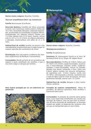 Plantas Aromáticas do Concelho de Bragança26 Plantas Aromáticas do Concelho de Bragança26
Tomelos
Outros nomes vulgares: Arçanhas; Comélos
Alyssum serpyllifolium Desf. ssp. lusitanicum
Família: Brassicaceae (Cruciferae)
Descrição Botânica: Caméfito até 30cm, prostrado
a erecto, com numerosas rosetas estéreis; folhas até
18 x 4cm, lanceolado-obovadas a obovado-espatula-
das, acinzentadas ou esverdeadas na página inferior,
conduplicadas nos rebentos estéreis; sépalas com
1,5-2mm; pétalas com 2-2,5(-3)mm, inteiras; silícula
com 2,5-4,5 x (1,5-)2-3,5mm, de elíptico-orbiculares
a obovadas, branco-pilosas com pêlos de 12 a 16
raios.
Habitat/local de recolha: Incultos em pousio e tão
marcadamente serpentinícola que é vulgar ocupar os
espaços agrícolas das sementeiras de cereal.
Distribuição: Esta sub-espécie é endémica das man-
chas serpentinicas do Nordeste Transmontano.
Curiosidades: Devido ao facto de ser aromática e de
aspecto e porte semelhante aos tomilhos, é que o
seu nome vulgar se designa por tomelos.
Nota: Espécie protegida por ser um endemismo ser-
pentinícola
Melampirão
Outros nomes vulgares: Arçanhas; Comélos
Melampyrum pratense L.
Família: Scrophulariaceae
Sinónimos: M. commutatum Tausch ex A. Kern, M.
laciniatum Kosh. & V.J. Zinger, M. vulgare Druce
Descrição Botânica: Terófito de 5-60cm; folhas com
25-100 X 5-25(-35)mm, ovado-lanceoladas, acumina-
das a linear-oblongas; brácteas verdes, ovado-lan-
ceoladas a linear-lanceoladas, inteiras ou hastado-
dentdas com dentes compridos e finos; cálice com
6-8mm, glabro excepto nas nervuras estrigulosas,
de segmentos com 4-5mm, lineares; corola com
10-18mm, esbranquiçada a amarela, raramente com
o tubo do lábio superior tintos de púrpura, de fauce
geralmente fechada; anteras com 1,5-3,2mm
Habitat/local de recolha: Bosques e sítios monta-
nhosos sombrios.
Exemplos de espécies companheiras: Matas de
carvalhos, de Quercus pyrenaica, Inula serafolia e
Erytronium dens-canis.
Curiosidades: A evolução da semente desta planta
levou a que sejam hoje semelhantes aos casulos das
formigas da madeira, uma vez que estas se alimen-
tam da seiva açucarada do melampirão, as formigas
acabam por ajudar na dispersão das sementes uma
vez que as transportam para os seus ninhos.
 