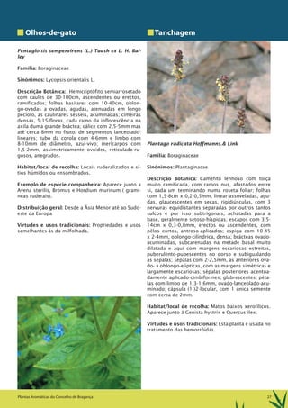 27Plantas Aromáticas do Concelho de Bragança
Olhos-de-gato
Pentaglottis sempervirens (L.) Taush ex L. H. Bai-
ley
Família: Boraginaceae
Sinónimos: Lycopsis orientalis L.
Descrição Botânica: Hemicriptófito semiarrosetado
com caules de 30-100cm, ascendentes ou erectos,
ramificados; folhas basilares com 10-40cm, oblon-
go-ovadas a ovadas, agudas, atenuadas em longo
pecíolo, as caulinares sésseis, acuminadas; cimeiras
densas, 5-15-floras, cada ramo da inflorescência na
axila duma grande bráctea; cálice com 2,5-5mm mas
até cerca 8mm no fruto, de segmentos lanceolado-
lineares; tubo da corola com 4-6mm e limbo com
8-10mm de diâmetro, azul-vivo; mericarpos com
1,5-2mm, assimetricamente ovóides, reticulado-ru-
gosos, anegrados.
Habitat/local de recolha: Locais ruderalizados e sí-
tios húmidos ou ensombrados.
Exemplo de espécie companheira: Aparece junto a
Avena sterilis, Bromus e Hordium murinum ( grami-
neas ruderais).
Distribuição geral: Desde a Ásia Menor até ao Sudo-
este da Europa
Virtudes e usos tradicionais: Propriedades e usos
semelhantes às da milfolhada.
Tanchagem
Plantago radicata Hoffmanns.& Link
Família: Boraginaceae
Sinónimos: Plantaginacae
Descrição Botânica: Caméfito lenhoso com toiça
muito ramificada, com ramos nus, afastados entre
si, cada um terminando numa roseta foliar; folhas
com 1,5-8cm x 0,2-0,5mm, linear-assoveladas, agu-
das, glaucescentes em secas, rigidiúsculas, com 3
nervuras equidistantes separadas por outros tantos
sulcos e por isso subtrigonais, achatadas para a
base, geralmente setoso-híspidas; escapos com 3,5-
14cm x 0,3-0,8mm, erectos ou ascendentes, com
pêlos curtos, antroso-aplicados; espiga com 10-45
x 2-4mm, oblongo-cilíndrica, densa; brácteas ovado-
acuminadas, subcarenadas na metade basal muito
dilatada e aqui com margens escariosas estreitas,
puberulento-pubescentes no dorso e subigualando
as sépalas; sépalas com 2-2,5mm, as anteriores ova-
do- a oblongo-elípticas, com as margens simétricas e
largamente escariosas; sépalas posteriores acentua-
damente aplicado-cimbiformes, glabrescentes; péta-
las com limbo de 1,3-1,6mm, ovado-lanceolado-acu-
minado; cápsula (1-)2-locular, com 1 única semente
com cerca de 2mm.
Habitat/local de recolha: Matos baixos xerofílicos.
Aparece junto á Genista hystrix e Quercus ilex.
Virtudes e usos tradicionais: Esta planta é usada no
tratamento das hemorróidas.
 