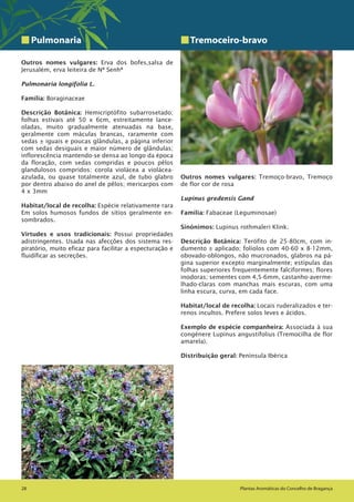 Plantas Aromáticas do Concelho de Bragança28 Plantas Aromáticas do Concelho de Bragança28
Pulmonaria
Outros nomes vulgares: Erva dos bofes,salsa de
Jerusalém, erva leiteira de Nª Senhª
Pulmonaria longifolia L.
Família: Boraginaceae
Descrição Botânica: Hemicriptófito subarrosetado;
folhas estivais até 50 x 6cm, estreitamente lance-
oladas, muito gradualmente atenuadas na base,
geralmente com máculas brancas, raramente com
sedas ± iguais e poucas glândulas, a página inferior
com sedas desiguais e maior número de glândulas;
inflorescência mantendo-se densa ao longo da época
da floração, com sedas compridas e poucos pêlos
glandulosos compridos; corola violácea a violácea-
azulada, ou quase totalmente azul, de tubo glabro
por dentro abaixo do anel de pêlos; mericarpos com
4 x 3mm
Habitat/local de recolha: Espécie relativamente rara
Em solos humosos fundos de sítios geralmente en-
sombrados.
Virtudes e usos tradicionais: Possui propriedades
adistringentes. Usada nas afecções dos sistema res-
piratório, muito eficaz para facilitar a especturação e
fluidíficar as secreções.
Tremoceiro-bravo
Outros nomes vulgares: Tremoço-bravo, Tremoço
de flor cor de rosa
Lupinus gredensis Gand
Família: Fabaceae (Leguminosae)
Sinónimos: Lupinus rothmaleri Klink.
Descrição Botânica: Terófito de 25-80cm, com in-
dumento ± aplicado; folíolos com 40-60 x 8-12mm,
obovado-oblongos, não mucronados, glabros na pá-
gina superior excepto marginalmente; estípulas das
folhas superiores frequentemente falciformes; flores
inodoras; sementes com 4,5-6mm, castanho-averme-
lhado-claras com manchas mais escuras, com uma
linha escura, curva, em cada face.
Habitat/local de recolha: Locais ruderalizados e ter-
renos incultos. Prefere solos leves e ácidos.
Exemplo de espécie companheira: Associada à sua
congénere Lupinus angustifolius (Tremocilha de flor
amarela).
Distribuição geral: Península Ibérica
 