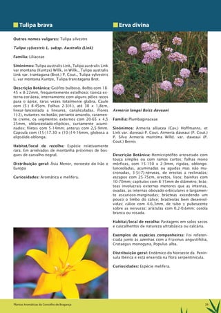 29Plantas Aromáticas do Concelho de Bragança
Tulipa brava
Outros nomes vulgares: Tulipa silvestre
Tulipa sylvestris L. subsp. Australis (Link)
Família: Liliaceae
Sinónimos: Tulipa australis Link, Tulipa australis Link
var montana (Kuntze) Willk. in Willk., Tulipa australis
Link var. trantagana (Brot.) P. Cout., Tulipa sylvestris
L. var montana Kuntze, Tulipa transtagana Brot.
Descrição Botânica: Geófito bulboso. Bolbo com 18-
45 x 8-22mm, frequentemente estolhoso; túnica ex-
terna coriácea, internamente com alguns pêlos recos
para o ápice, raras vezes totalmente glabra. Caule
com (5-) 8-45cm. Folhas 2-3(4-), até 30 x 1,8cm,
linear-lanceolada a lineares, canaliculadas. Flores
1(-2), nutantes no botão; perianto amarelo, raramen-
te creme, os segmentos externos com 20-65 x 4,5
25mm, oblanceolado-elípticos, curtamente acumi-
nados; filetes com 5-14mm; anteras com 2,5-9mm.
Cápsula com (15-)17.30 x (10-)14-16mm, globosa a
elipsóide-oblonga.
Habitat/local de recolha: Espécie relativamente
rara. Em arrelvados de montanha próximos de bos-
ques de carvalho-negral.
Distribuição geral: Ásia Menor, noroeste do Irão e
Europa
Curiosidades: Aromática e melifera.
Erva divina
Armeria langei Boiss daveani
Família: Plumbaginaceae
Sinónimos: Armeria alliacea (Cav.) Hoffmanns. et
Link var. daveaui P. Cout. Armeria daveaui (P. Cout.)
P. Silva Armeria maritima Willd. var. daveaui (P.
Cout.) Bernis
Descrição Botânica: Hemicriptófito arrosetado com
touça simples ou com ramos curtos; folhas mono
mórficas, com 15-150 x 2-3mm, rígidas, oblongo-
lanceoladas, acuminadas ou agudas mas não mu-
cronadas, 3-5(-7)-nérveas, de erectas a reclinadas;
escapos com 25-75cm, erectos, lisos; bainhas com
10-70mm; capítulos com 8-15mm de diâmetro; brác-
teas involucrais externas menores que as internas,
ovadas, as internas obovado-orbiculares e largamen-
te escarioso-marginadas; brácteas excedendo um
pouco o limbo do cálice; bractéolas bem desenvol-
vidas; cálice com 4-6,3mm, de tubo ± pubescente
sobre as nervuras; arístulas com 0,2-0,6mm; corola
branca ou rosada.
Habitat/local de recolha: Pastagens em solos secos
e cascalhentos de natureza ultrabásica ou calcária.
Exemplos de espécies companheiras: Foi referen-
ciada junto às azenhas com a Fraxinus angustifolia,
Crataegus monogyna, Populus alba.
Distribuição geral: Endémico do Noroeste da Penín-
sula Ibérica e está enserida na flora serpentinícula.
Curiosidades: Espécie melifera.
 