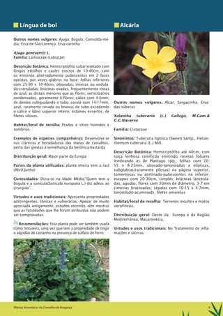 9Plantas Aromáticas do Concelho de Bragança
Língua de boi
Outros nomes vulgares: Ajuga; Búgula; Consolda-mé-
dia; Erva-de-São-Lorenço; Erva-carocha
Ajuga genevensis L.
Família: Lamiaceae (Labiatae)
Descrição Botânica: Hemicriptófito subarrosetado com
longos estolhos e caules erectos de 10-40cm, com
os entrenós alternadamente pubescentes em 2 faces
opostas, por vezes glabros na base; folhas inferiores
com 25-90 x 10-40cm, obovadas, inteiras ou ondula-
do-crenuladas; brácteas ovadas, frequentemente tintas
de azul, as distais menores que as flores; verticilastros
condensados, geralmente 6-floros; cálice com 4-6mm,
de dentes subigualando o tubo; corola com 14-17mm,
azul, raramente rosada ou branca, de tubo excedendo
o cálice e lábio superior inteiro; estames exsertos, de
filetes vilosos.
Habitat/local de recolha: Prados e sítios húmidos e
sombrios.
Exemplos de espécies companheiras: Desenvolve-se
nas clareiras e boradaduras das matas de carvalhos,
perto das giestas à semelhança da betónica-bastarda
Distribuição geral: Maior parte da Europa
Partes da planta utilizadas: planta inteira sem a raiz
(Abril-Junho)
Curiosidades: Dizia-se na Idade Média:”Quem tem a
búgula e a sanícula(Sanicula europaea L.) diz adeus ao
cirurgião”.
Virtudes e usos tradicionais: Apresenta propriedades
adstringentes, tónicas e vulnerárias. Apesar de muito
apreciada antigamente, estudos recentes vêm mostrar
que as faculdades que lhe foram atribuídas não podem
ser comprovadas.
1Recomendações: Esta planta pode ser também usada
como tintureira, uma vez que tem a propriedade de tingir
o algodão de castanho na presença de sulfato de ferro.
Alcária
Outros nomes vulgares: Alcar; Sargacinha; Erva-
das-túberas
Xolantha tuberaria (L.) Gallego, M.Gam.&
C.C.Navarro
Família: Cistaceae
Sinónimos: Tuberaria lignosa (Sweet) Samp., Helian-
themum tuberaria (L.) Mill.
Descrição Botânica: Hemicriptófito até 40cm, com
toiça lenhosa ramificda emitindo rosetas foliares
lembrando as de Plantago spp.; folhas com 20-
55 x 8-25mm, obovado-lanceoladas a elípticas,
subglabras(raramente pilosas) na página superior,
tomentosas ou acetinado-pubescentes na inferior;
escapos com 20-30cm, simples; brácteas lanceola-
das, agudas; flores com 30mm de diâmetro, 3-7 em
cimeiras bracteadas; sépalas com 10-15 x 4-7mm,
lanceolado-acuminads; filetes amarelos
Habitat/local de recolha: Terrenos incultos e matos
xerofiticos.
Distribuição geral: Oeste da Europa e da Região
Mediterrânea, Macaronésia.
Virtudes e usos tradicionais: No Tratamento de infla-
mações e úlceras.
 