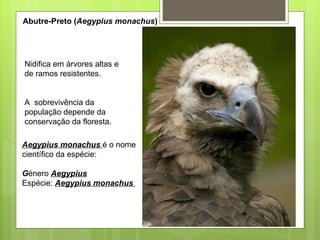 Abutre-Preto ( Aegypius monachus ) Nidifica em árvores altas e de ramos resistentes. A  sobrevivência da população depende da conservação da floresta. Aegypius monachus  é o nome científico da espécie: G énero  Aegypius Espécie:  Aegypius monachus  