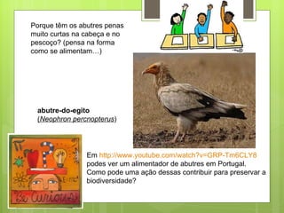 abutre-do-egito ( Neophron percnopterus )  Em  http://www.youtube.com/watch?v=GRP-Tm6CLY8  podes ver um alimentador de abutres em Portugal. Como pode uma ação dessas contribuir para preservar a biodiversidade? Porque têm os abutres penas muito curtas na cabeça e no pescoço? (pensa na forma como se alimentam…) 
