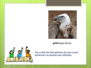 grifo ( Gyps fulvus ) Faz a lista dos três géneros de aves a que pertencem os abutres aqui referidos.  