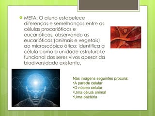 META: O aluno estabelece diferenças e semelhanças entre as células procarióticas e eucarióticas, observando as eucarióticas (animais e vegetais) ao microscópico ótico; identifica a célula como a unidade estrutural e funcional dos seres vivos apesar da biodiversidade existente. Nas imagens seguintes procura: A parede celular O núcleo celular Uma célula animal Uma bactéria 
