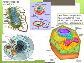 As bactérias são procariotas: As células das plantas têm uma forma firme dada pela sua parede e contêm  cloroplastos: 