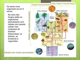 Os seres vivos organizam-se em 5 reinos.  Células sem núcleo (procariotas) Células com núcleo (eucariotas) Não fazem fotossíntese fazem fotossíntese No reino dos fungos estão os organismos pluricelulares com células com parede celular mas incapazes de fazerem fotossíntese: os bolores, as leveduras e cogumelos. 