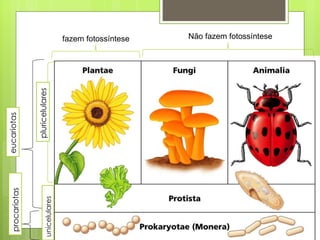 eucariotas Não fazem fotossíntese fazem fotossíntese procariotas pluricelulares unicelulares 