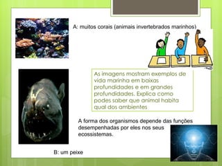 As imagens mostram exemplos de vida marinha em baixas profundidades e em grandes profundidades. Explica como podes saber que animal habita qual dos ambientes A: muitos corais (animais invertebrados marinhos) B: um peixe A forma dos organismos depende das funções desempenhadas por eles nos seus ecossistemas. 