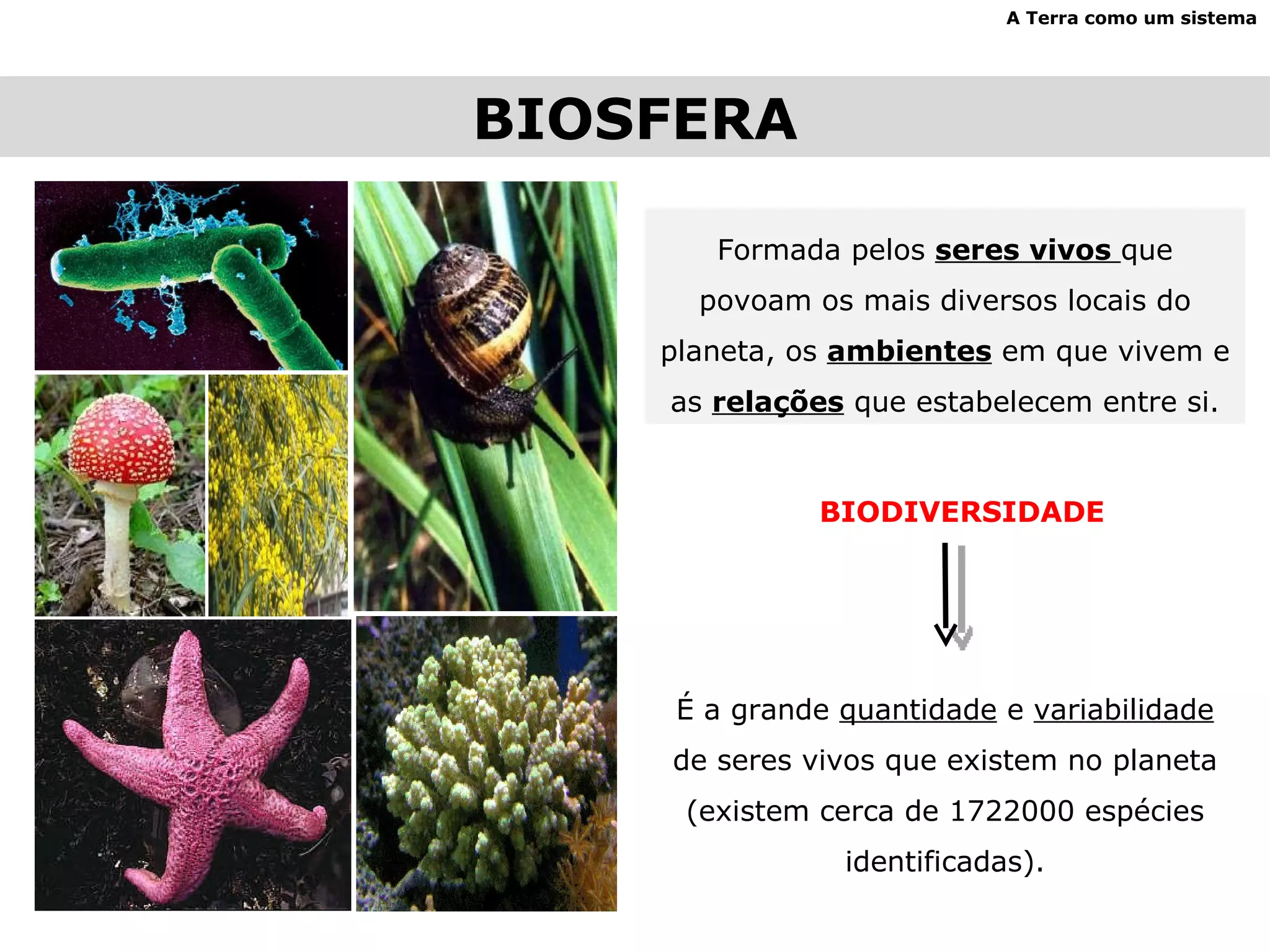 BIOSFERA A Terra como um sistema Formada pelos  seres vivos  que povoam os mais diversos locais do planeta, os  ambientes  em que vivem e as  relações  que estabelecem entre si. BIODIVERSIDADE É a grande  quantidade  e  variabilidade  de seres vivos que existem no planeta (existem cerca de 1722000 espécies identificadas). 