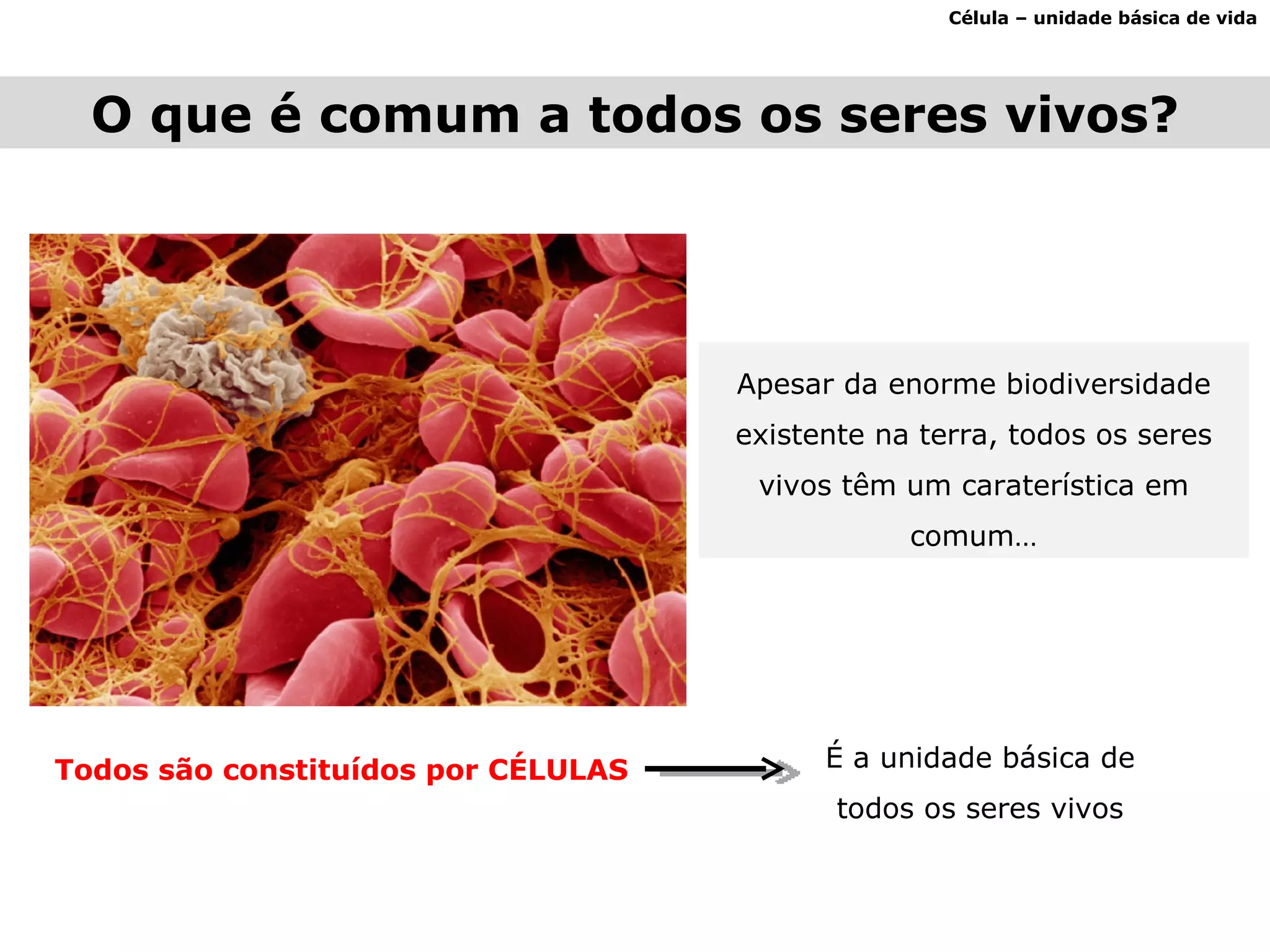 O que é comum a todos os seres vivos? Célula – unidade básica de vida Apesar da enorme biodiversidade existente na terra, todos os seres vivos têm um caraterística em comum… Todos são constituídos por CÉLULAS É a unidade básica de todos os seres vivos 