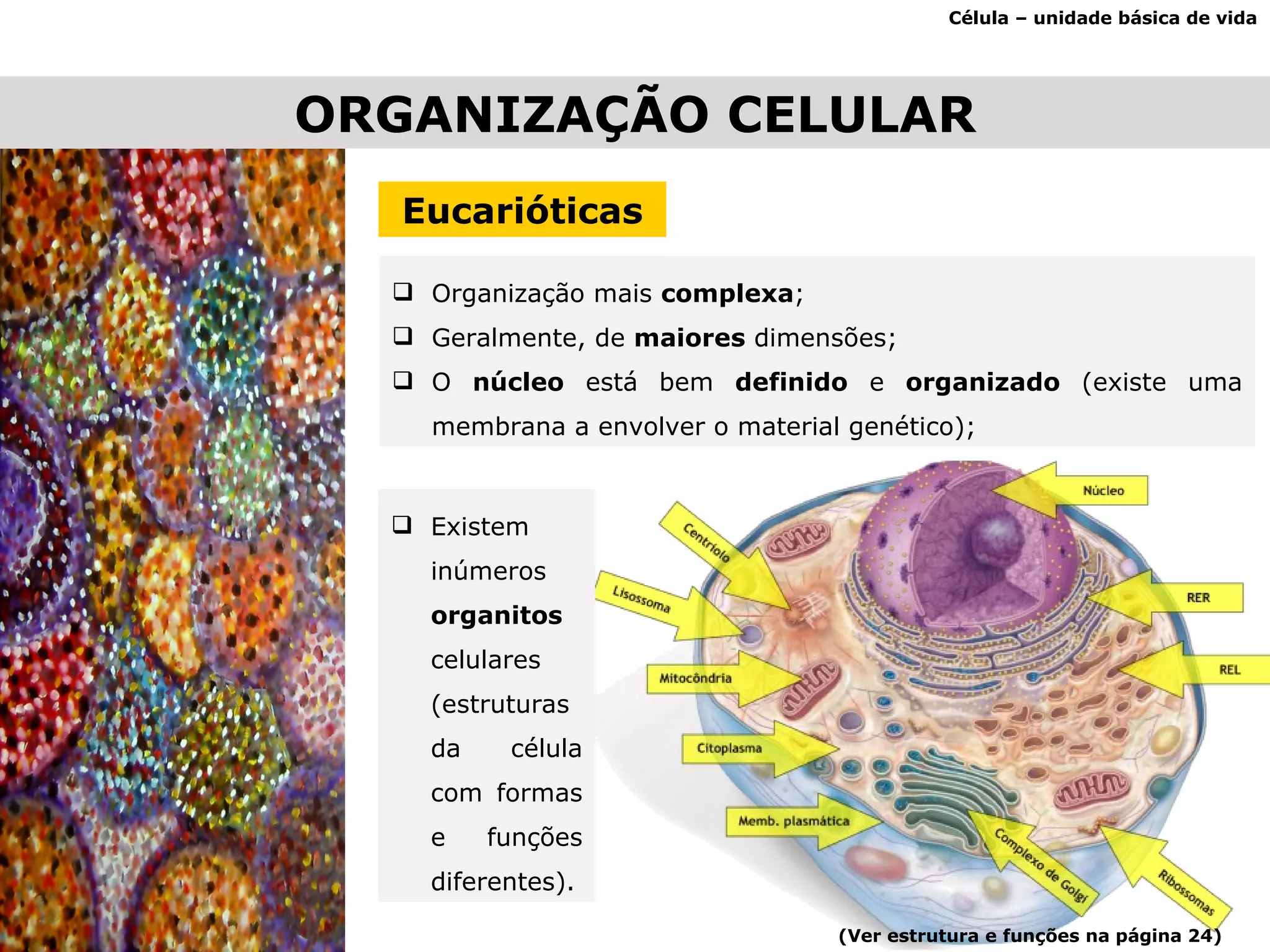 Célula – unidade básica de vida ORGANIZAÇÃO CELULAR Eucarióticas Organização mais  complexa ; Geralmente, de  maiores  dimensões; O  núcleo  está bem  definido  e  organizado  (existe uma membrana a envolver o material genético); Existem inúmeros  organitos  celulares (estruturas da célula com formas e funções diferentes). (Ver estrutura e funções na página 24) 
