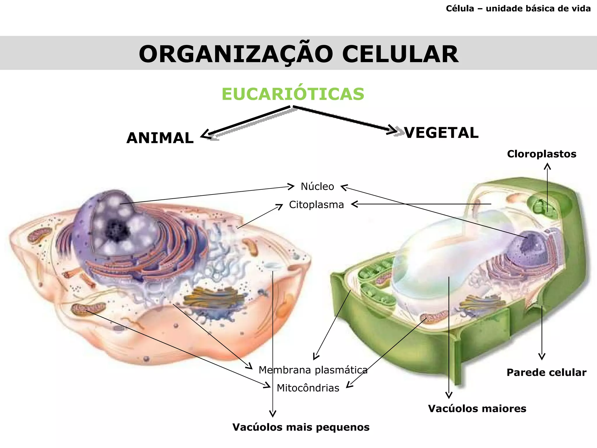 Célula – unidade básica de vida ORGANIZAÇÃO CELULAR EUCARIÓTICAS ANIMAL VEGETAL Vacúolos maiores Cloroplastos Parede celular Membrana plasmática Núcleo Mitocôndrias Citoplasma Vacúolos mais pequenos 