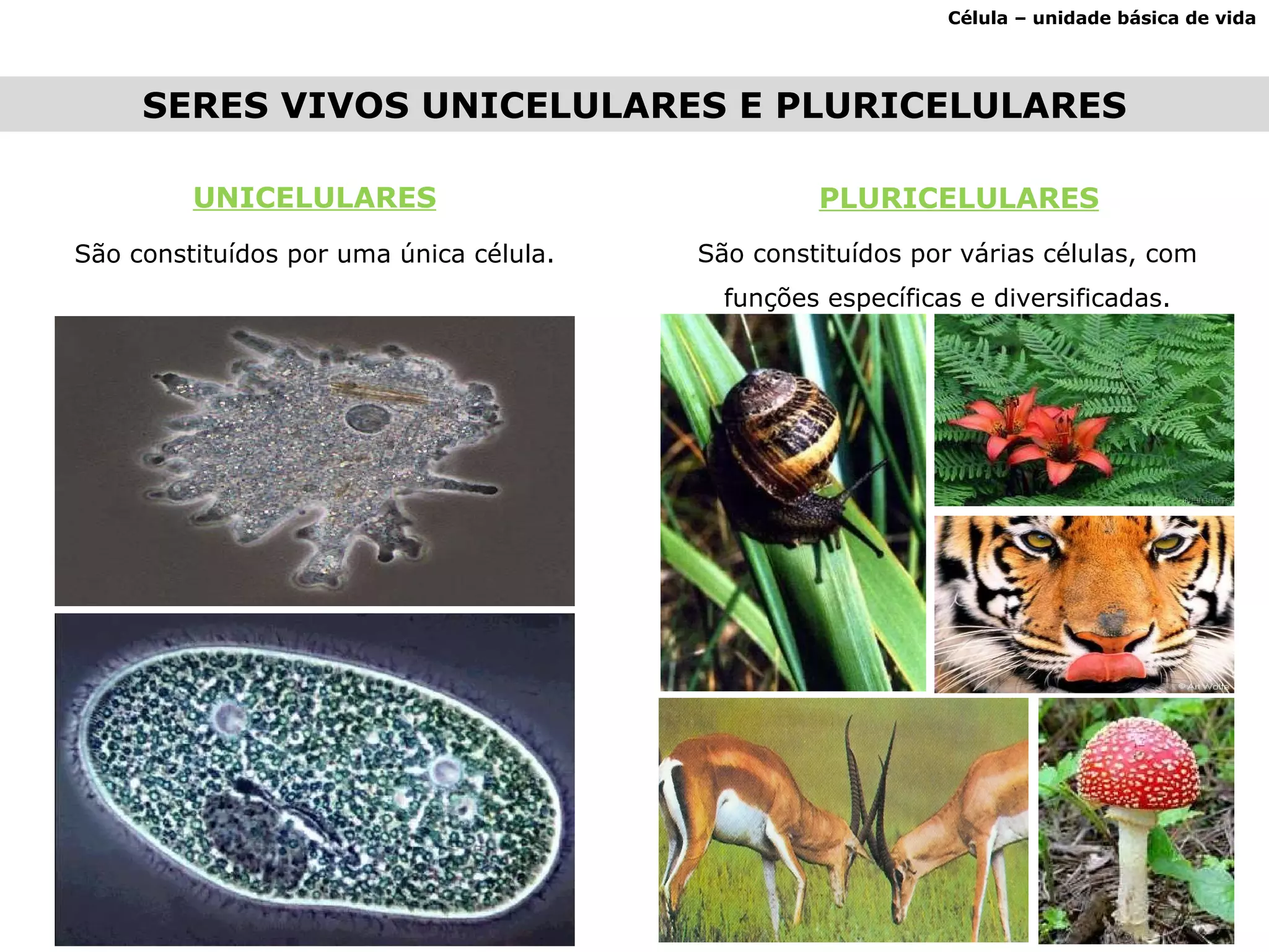 Célula – unidade básica de vida SERES VIVOS UNICELULARES E PLURICELULARES UNICELULARES São constituídos por uma única célula. São constituídos por várias células, com funções específicas e diversificadas. PLURICELULARES 