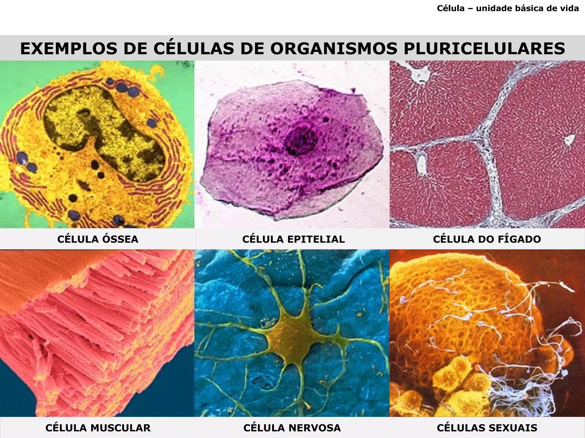EXEMPLOS DE CÉLULAS DE ORGANISMOS PLURICELULARES Célula – unidade básica de vida CÉLULA ÓSSEA CÉLULA EPITELIAL CÉLULA DO FÍGADO CÉLULA MUSCULAR CÉLULA NERVOSA CÉLULAS SEXUAIS 