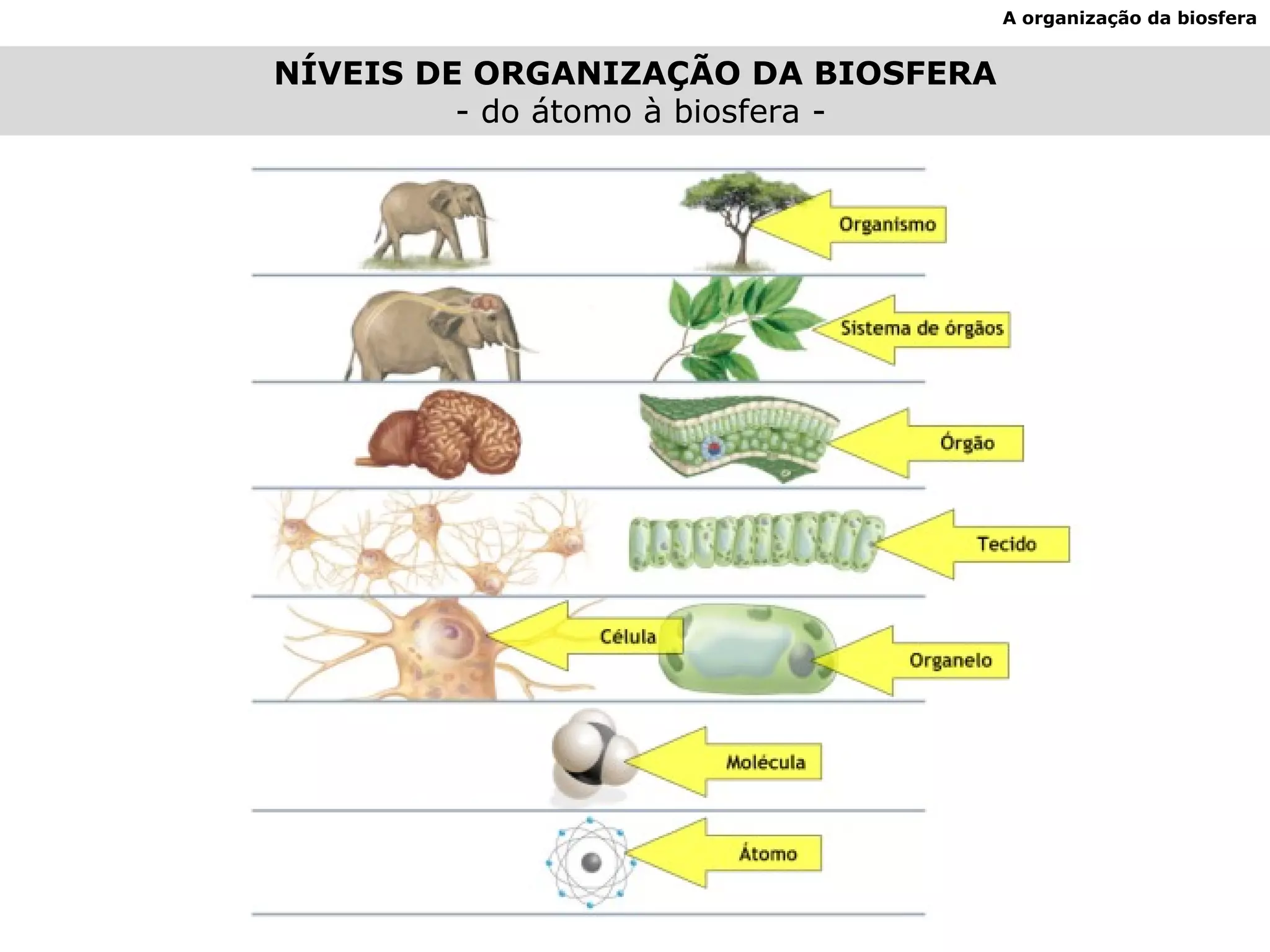 A organização da biosfera NÍVEIS DE ORGANIZAÇÃO DA BIOSFERA - do átomo à biosfera - 