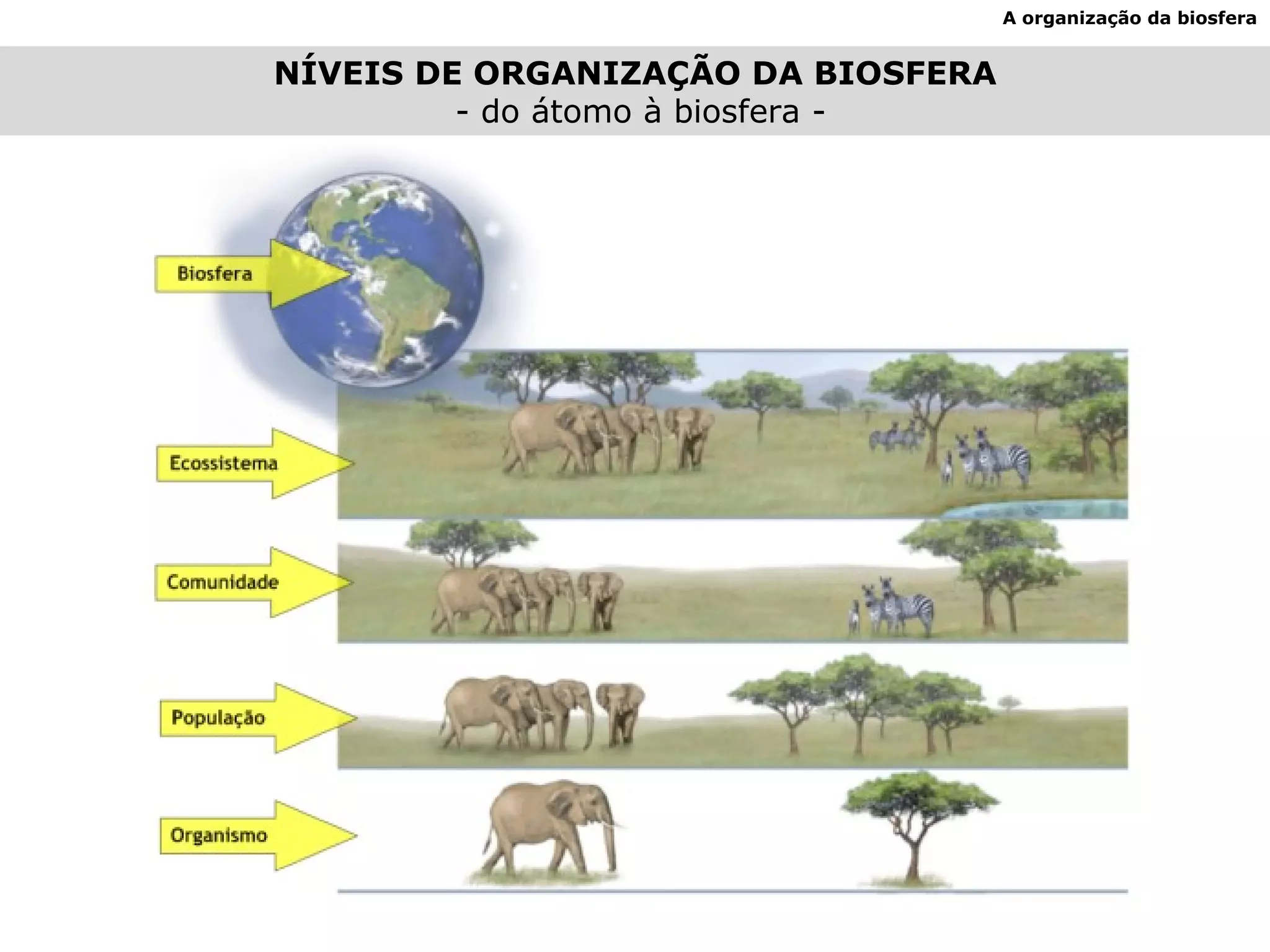 A organização da biosfera NÍVEIS DE ORGANIZAÇÃO DA BIOSFERA - do átomo à biosfera - 