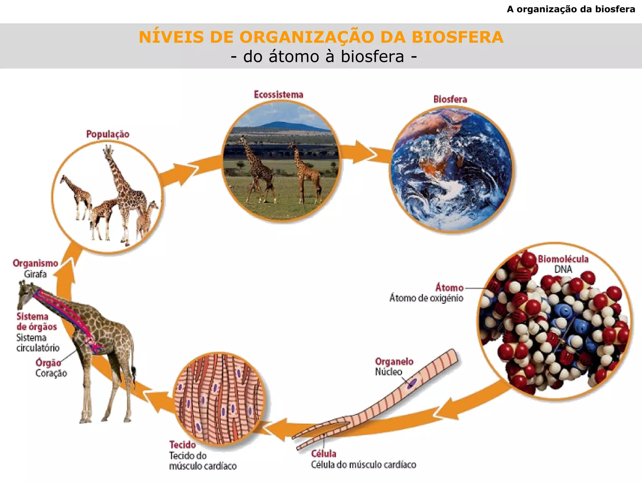 NÍVEIS DE ORGANIZAÇÃO DA BIOSFERA - do átomo à biosfera - A organização da biosfera 