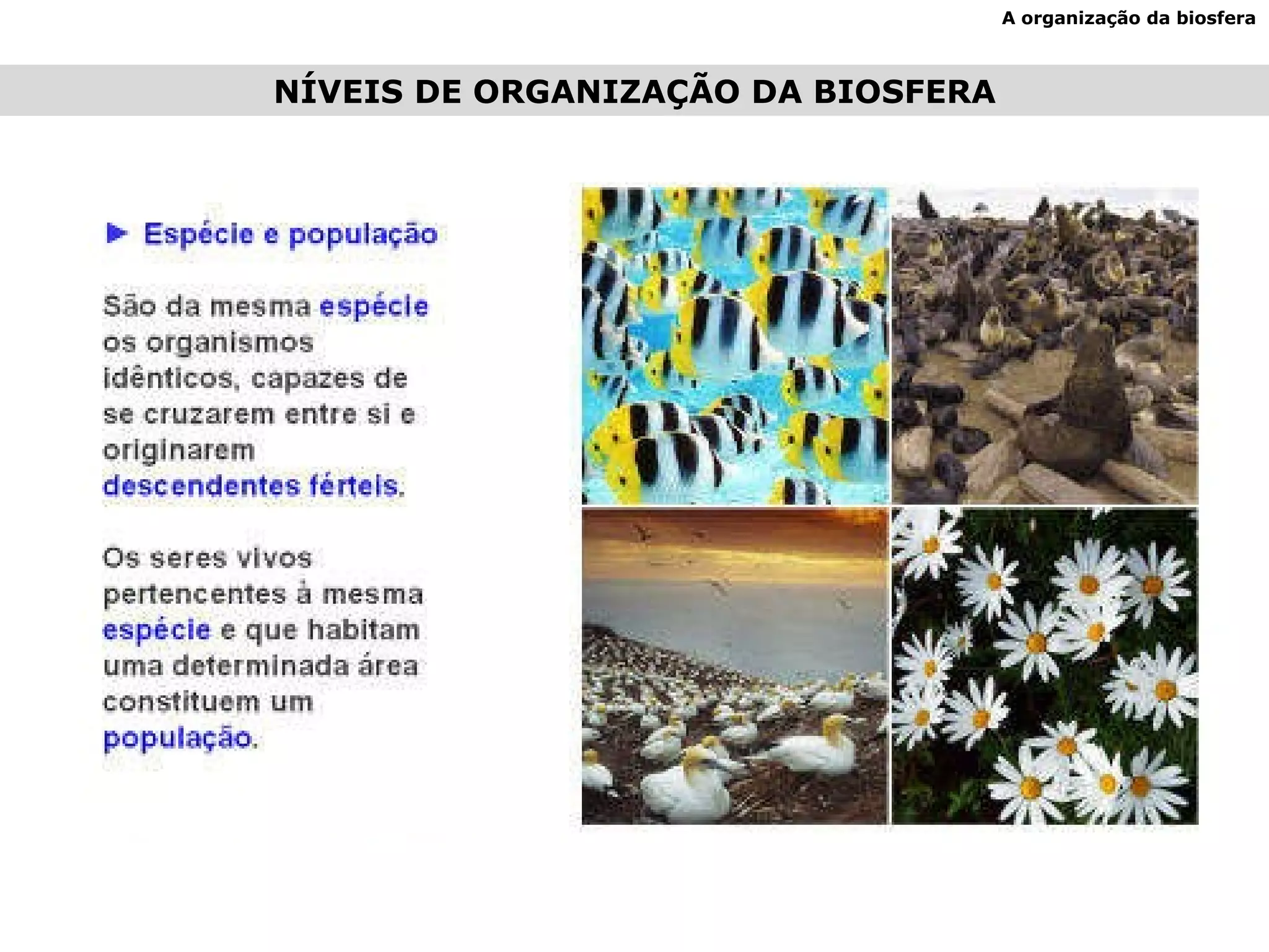 NÍVEIS DE ORGANIZAÇÃO DA BIOSFERA A organização da biosfera 