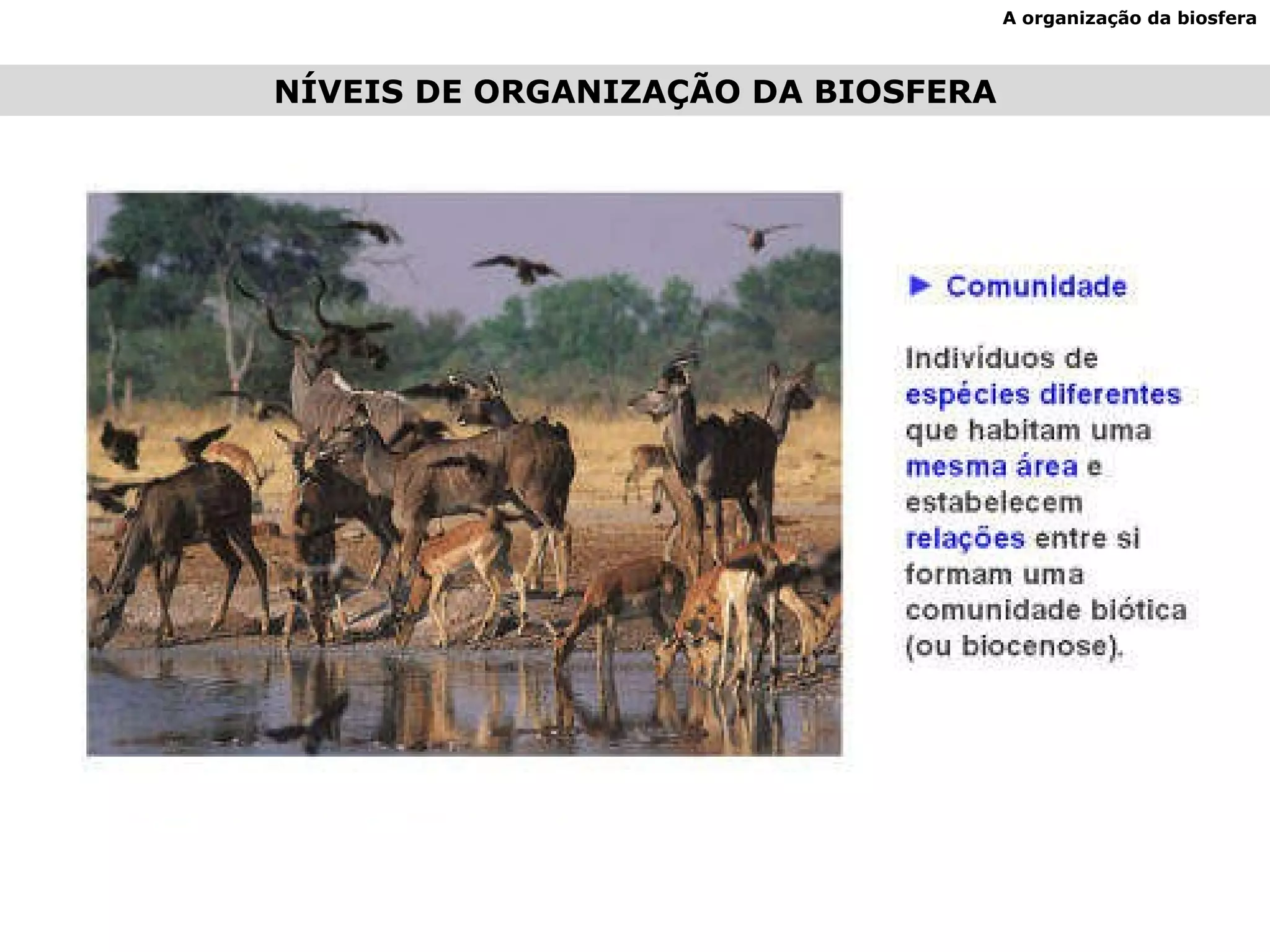 A organização da biosfera NÍVEIS DE ORGANIZAÇÃO DA BIOSFERA 