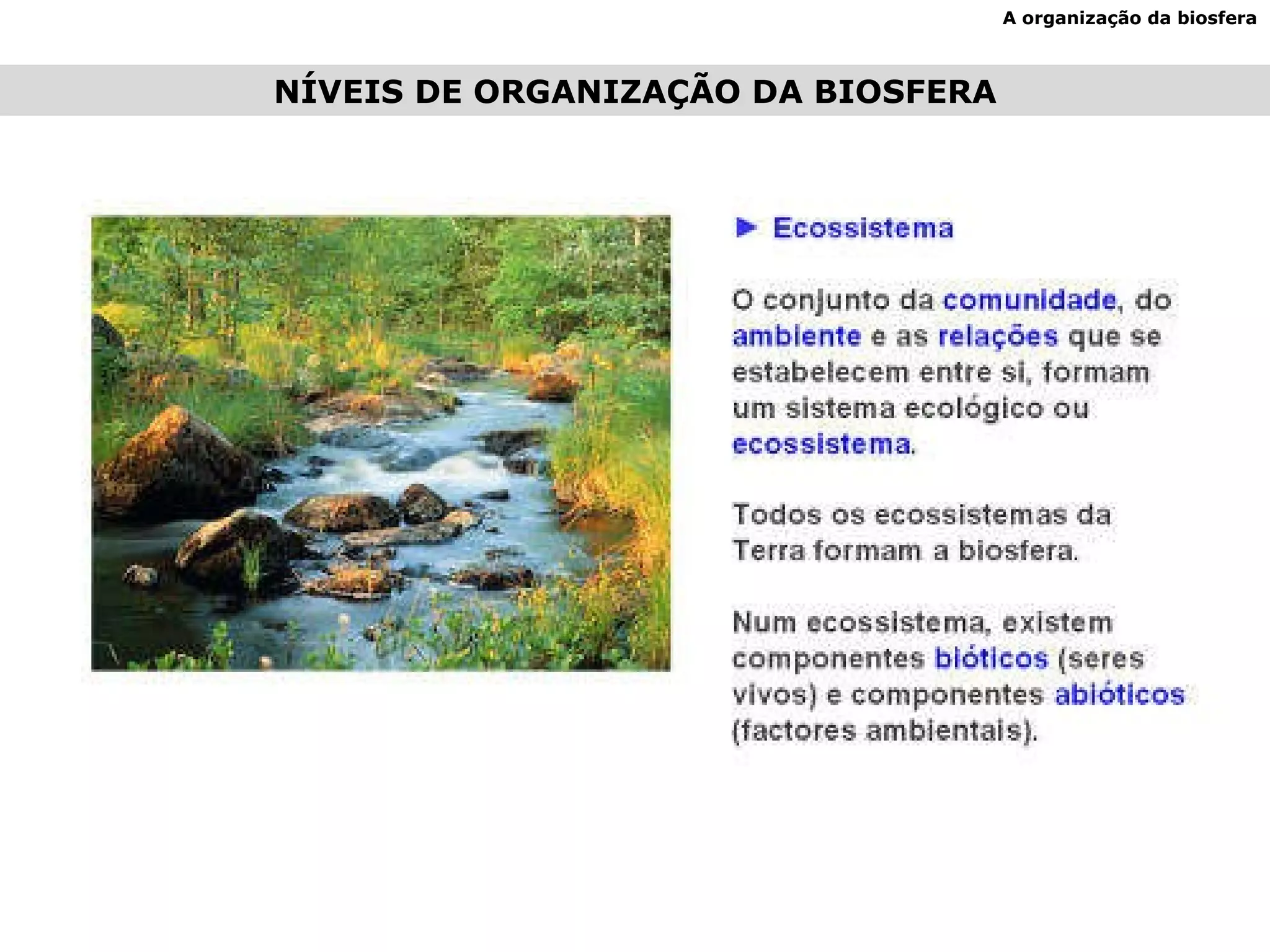 NÍVEIS DE ORGANIZAÇÃO DA BIOSFERA A organização da biosfera 