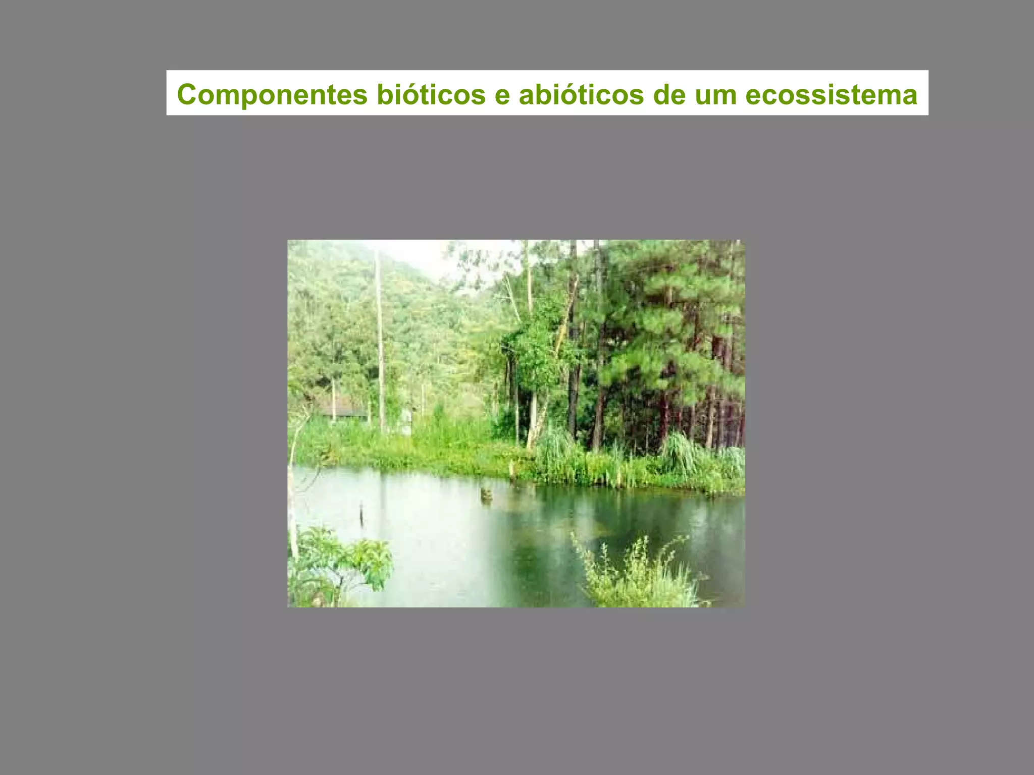 Componentes bióticos e abióticos de um ecossistema 