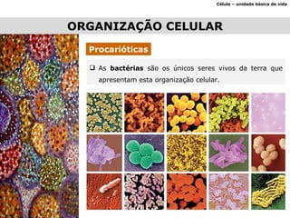 Célula – unidade básica de vida Procarióticas ORGANIZAÇÃO CELULAR As  bactérias  são os únicos seres vivos da terra que apresentam esta organização celular. 