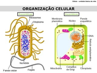Célula – unidade básica de vida ORGANIZAÇÃO CELULAR Procarióticas Eucarióticas 